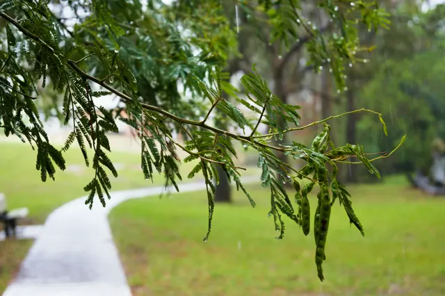 A branch with many tiny leaves focused and a walk path in the background.