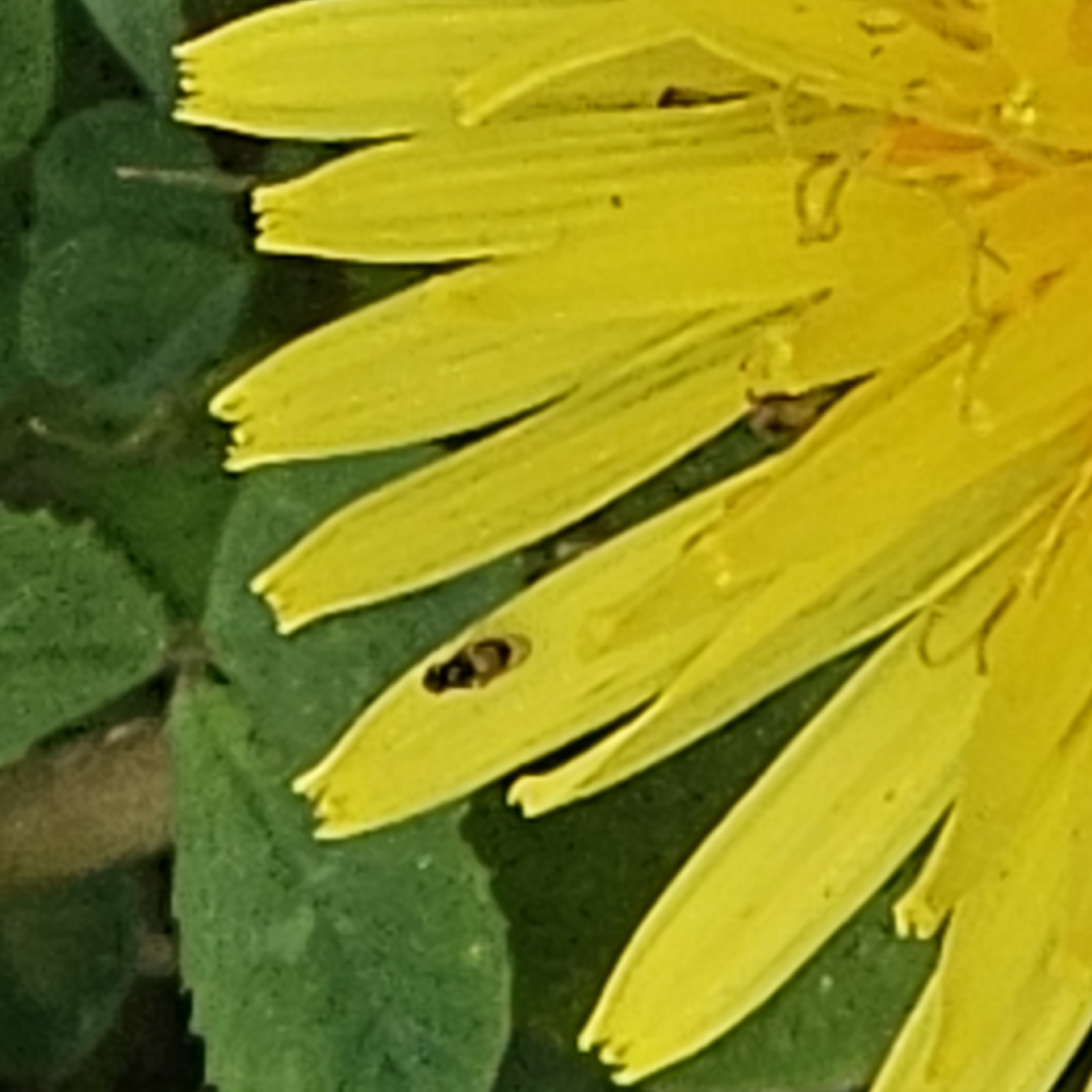 A tiny fly in the petals of the yellow flower