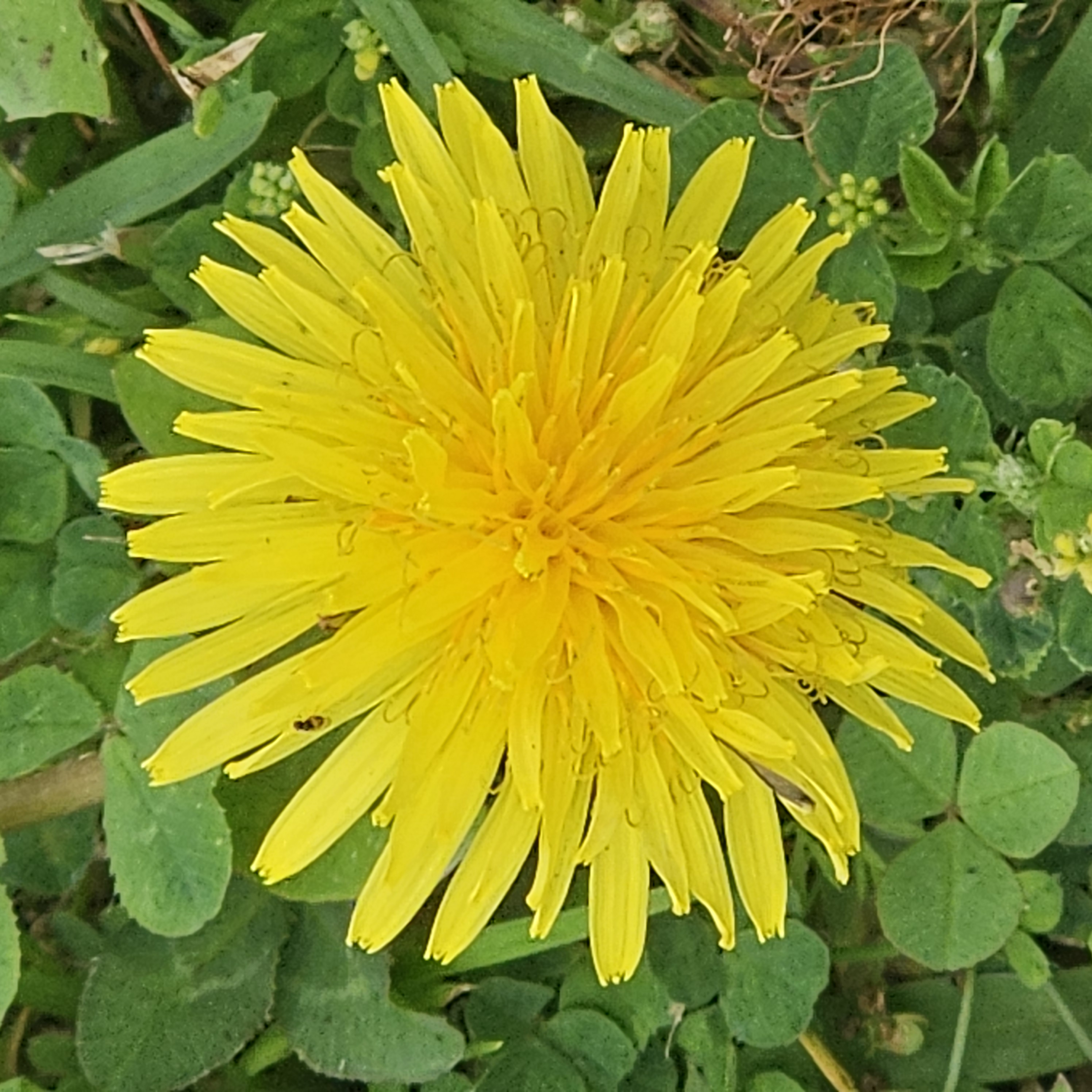 A tiny yellow flower, maybe 2cm wide