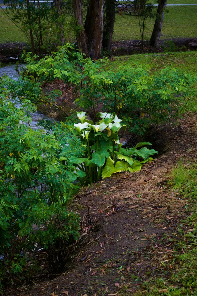 Pretty white flowers with a yellow thing in the middle, framed by greenery. They are growing from the side of a creek where water can be seen moving.