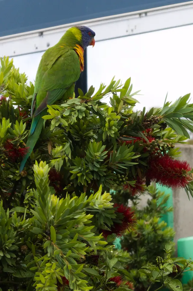 Colorful parrot-like bird sitting on tree with red flowers