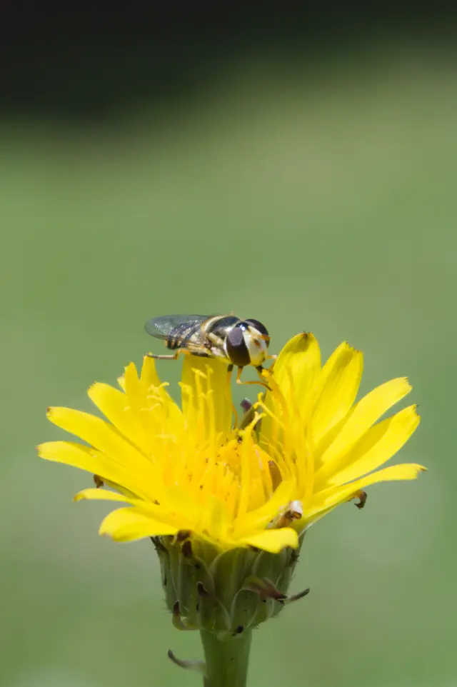 Macro close up shot of a &ldquo;faux bee&rdquo; fly resting (eating nectar?) atop a yellow flower.