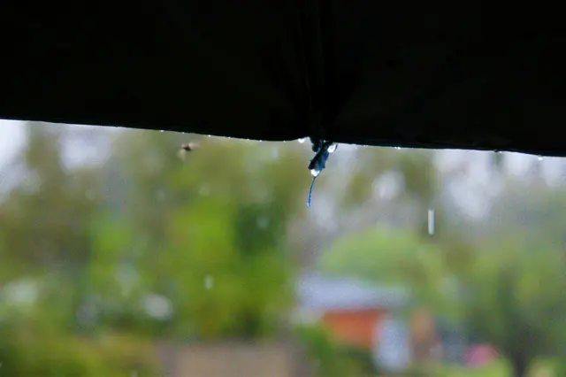 The brim of an umbrella. A water droplet almost falling. Rain drops frozen in place in the background. A fly.