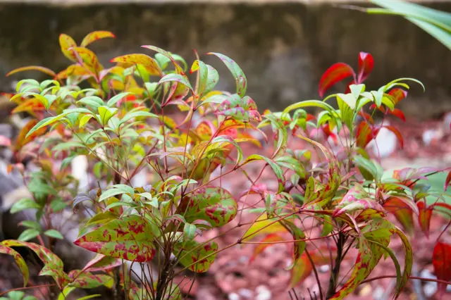 Red-spotted green leaves (many!), with red gravel in the background.