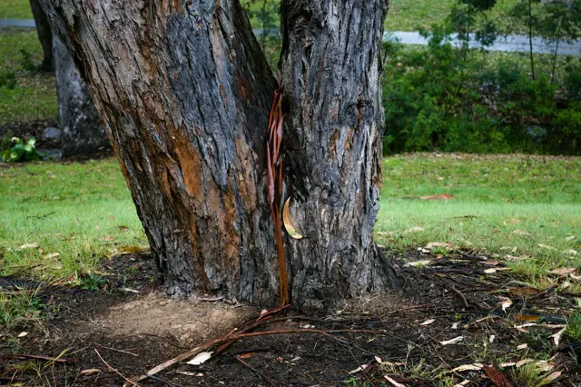 A singular leaf, daringly hanging on to a vertical trunk as i it were on the floor. Framed by greenery.
