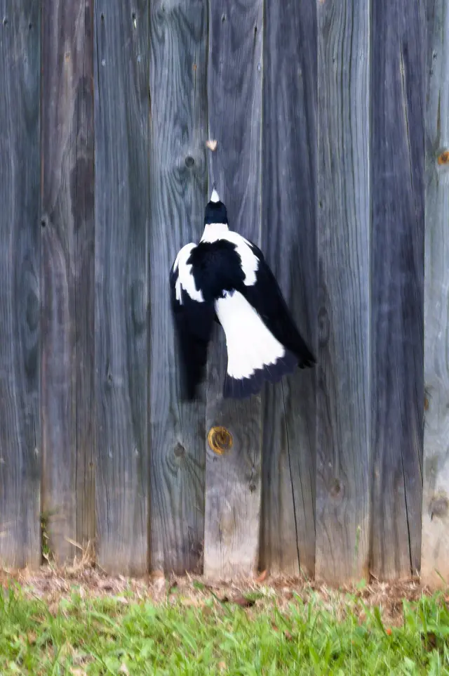 Magpie jumping towards a low fence from the ground to grab a moth. Action shot.