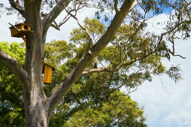 Myna sitting in a tree with two bird houses.