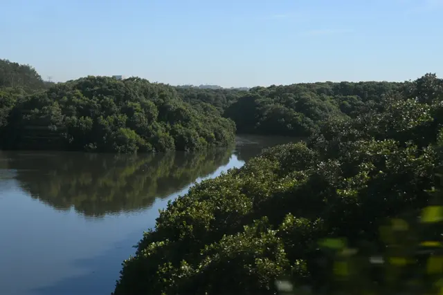 River with large clumps of vegetation on the margins.
