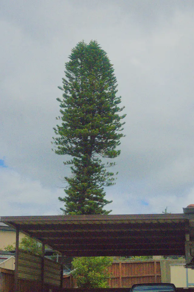 Tall pine tree growing behind a garage against the cloudy sky.