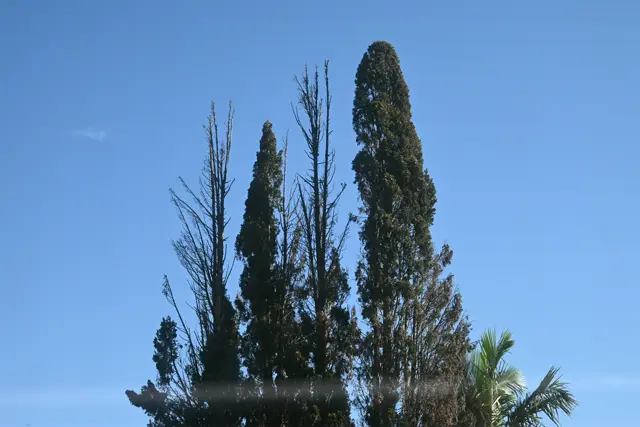 Pine trees against a blue sky. A small cloud. A reflection from the train window where the photo was taken.