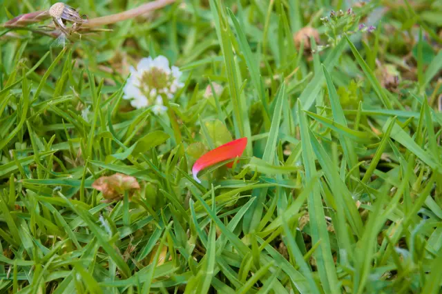Singular red petal resting on a bed of green grass. A white flower is blurred into the background.