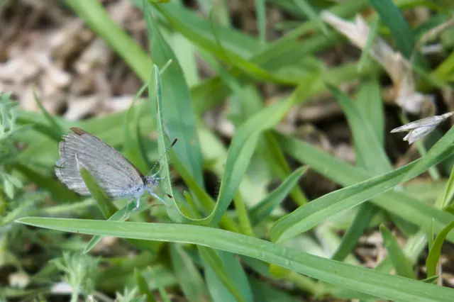 Small white moth on big (to it) grass leaves