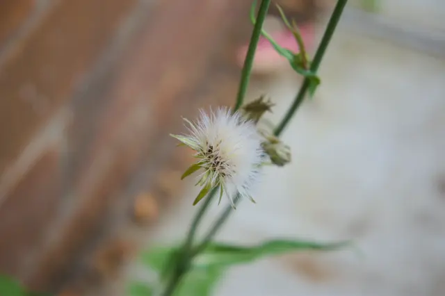 A tiny spikey white flower on the sidewalk.