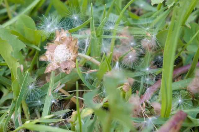 Little white flowers with thin and dellicate petals. Dandallions?