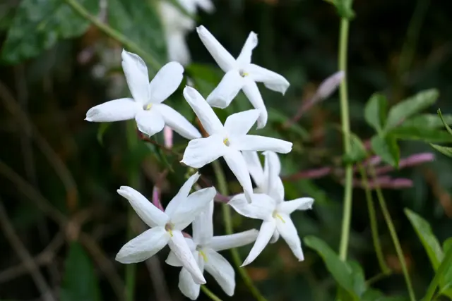 A clump of white 5-petal flowers.