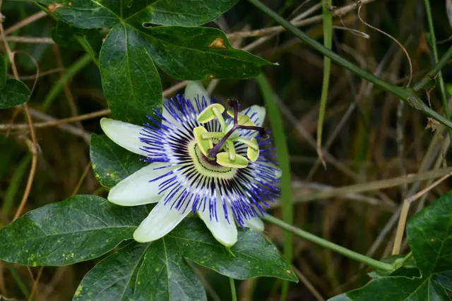 A complex flower that looks like a passionfruit flower. White outer leaves, many blue/white/purple little rods distributed radially, a 5-symmetric green set of little stems and a 3-symmetric purple set on top. It&rsquo;s like a layered cake.
