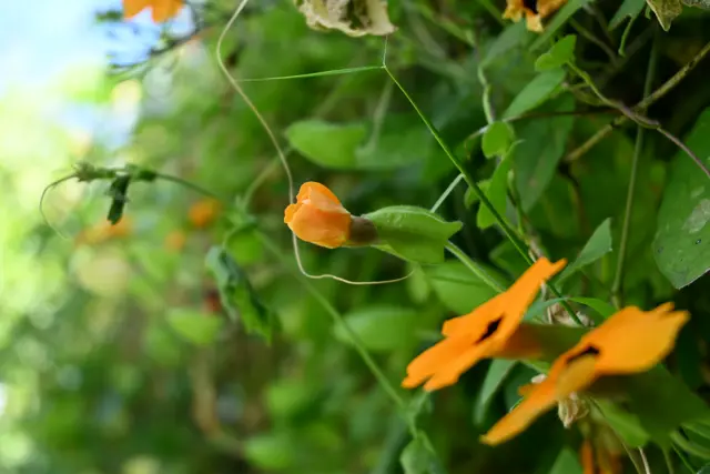 Three yellow flowers over a background of green leaves. One is closed, two are open. Bright sunlight in the background.